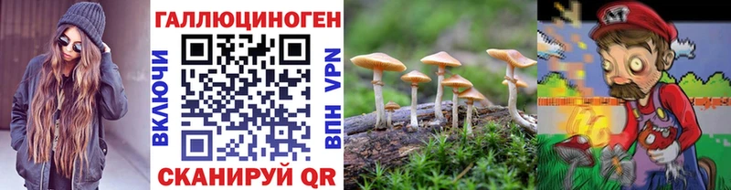 Псилоцибиновые грибы Psilocybine cubensis  Северская 